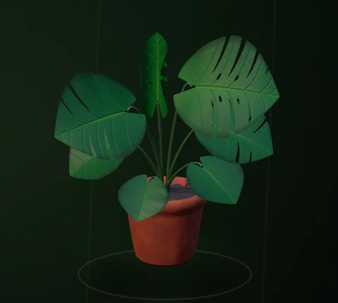 Actual Monstera at its established stage