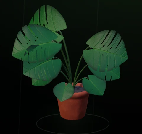 Actual Monstera at its mature stage