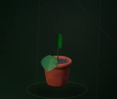 Actual Monstera at its sprout stage