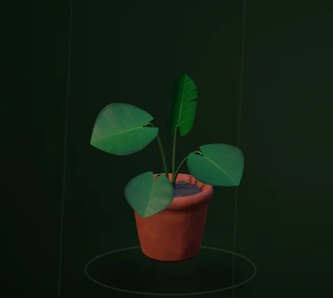 Actual Monstera at its young stage